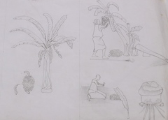 Musa