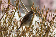 Passer domesticus