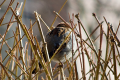 Passer domesticus