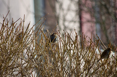 Passer domesticus