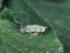 Phyllonorycter coryli