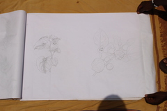 Physalis