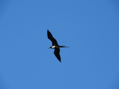 Fregata magnificens