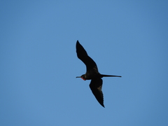 Fregata magnificens