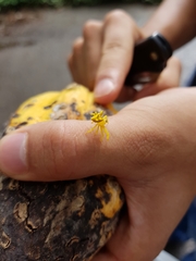 Epicadus heterogaster