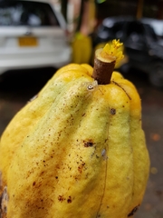 Epicadus heterogaster