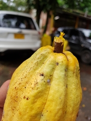 Epicadus heterogaster