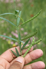 Lathyrus inconspicuus