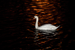 Cygnus olor