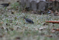 Junco