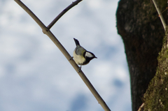 Parus major