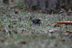 Junco