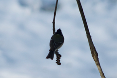 Parus major