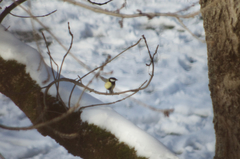 Parus major