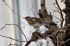 Turdus pilaris