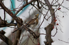 Turdus pilaris