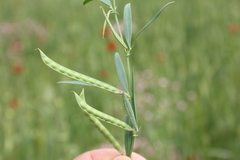Lathyrus inconspicuus
