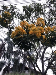 Senna macranthera