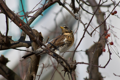 Turdus pilaris