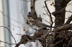 Turdus pilaris