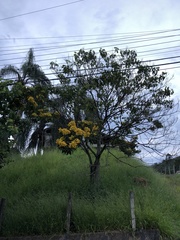 Senna macranthera