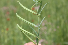 Lathyrus inconspicuus