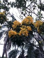 Senna macranthera