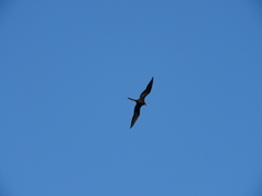 Fregata magnificens
