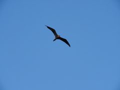 Fregata magnificens