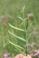 Lathyrus inconspicuus