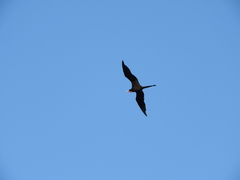 Fregata magnificens