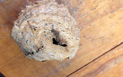 Metapolybia