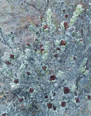 Oedera spathulifolia