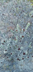 Oedera spathulifolia