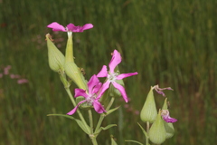 Conoimorpha