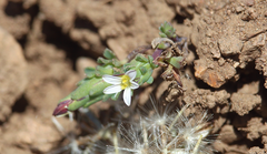 Chaetanthera euphrasioides
