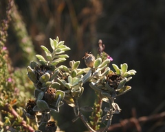 Oedera spathulifolia