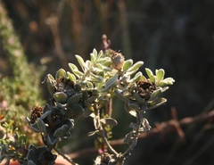 Oedera spathulifolia