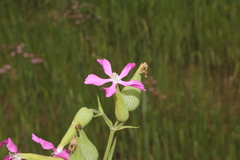 Conoimorpha