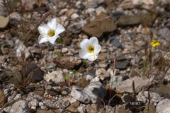 Leptosiphon chrysanthus decorus