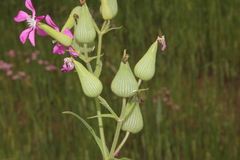 Conoimorpha