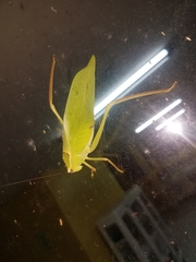 Stilpnochlora quadrata