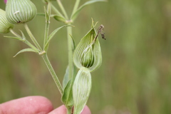 Conoimorpha