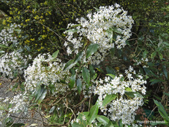 Olearia cheesemanii