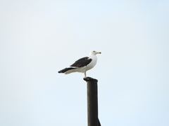 Larus dominicanus