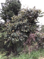 Cordia trichotoma