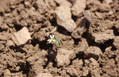 Chaetanthera euphrasioides