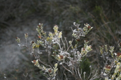 Oedera spathulifolia
