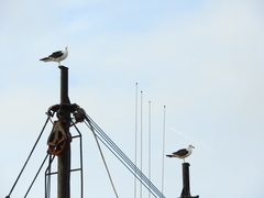 Larus dominicanus