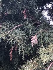 Pestalotiopsis funerea